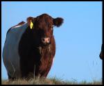 Local Farms Food and Jobs Act Hopes to Boost VT Economy